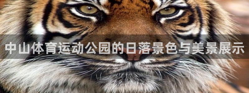 逐梦国际登录：中山体育运动公园的日落景色与美景展示