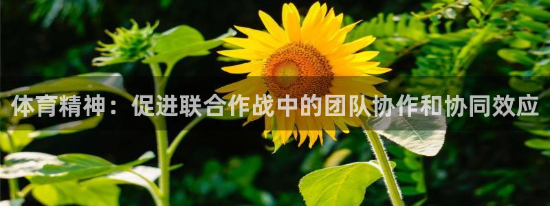 逐梦国际5注册：体育精神：促进联合作战中的团队协作和协同效应